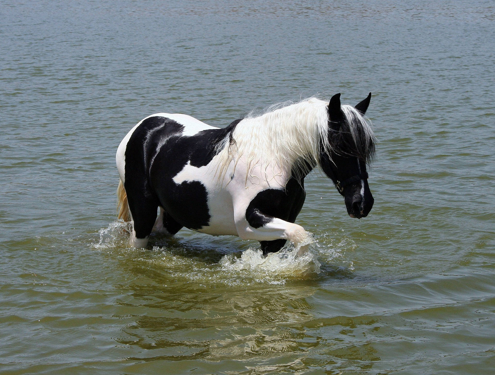 'n Pinto-perd wat in water loop-agtergrond
