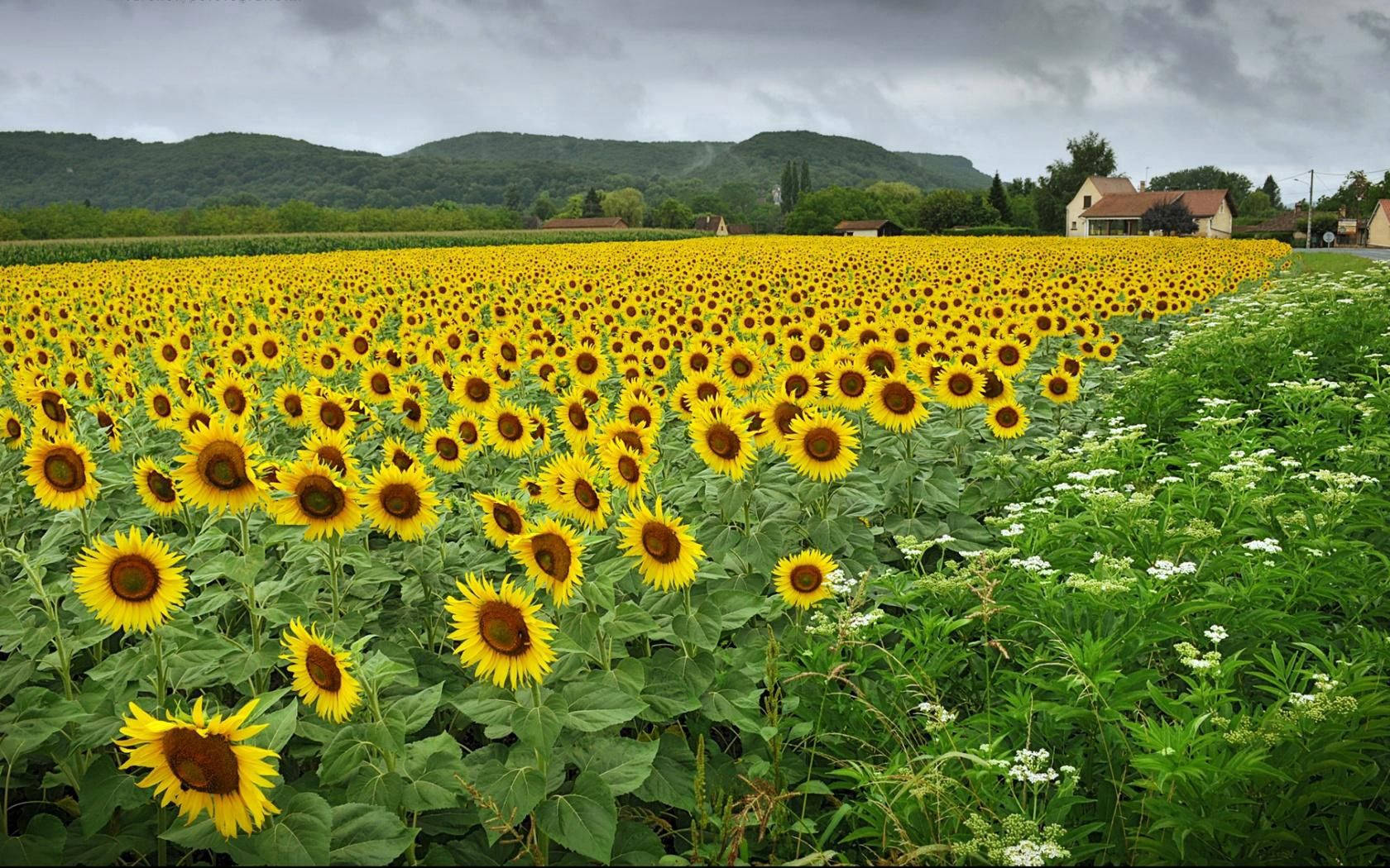 Sonneblomveld vol geel en oranje sonneblomme met groen blare.