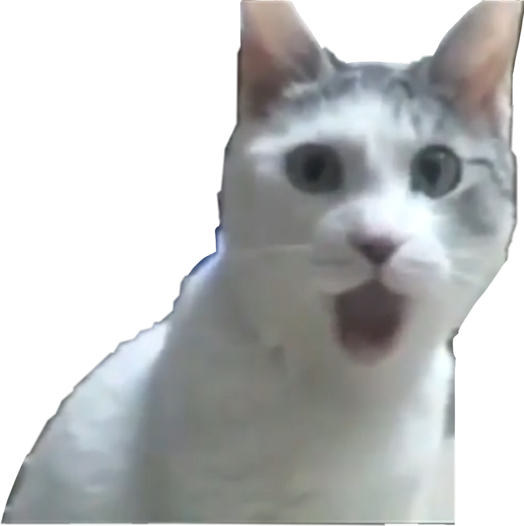 Verbaasde Kat Meme Muurpapier