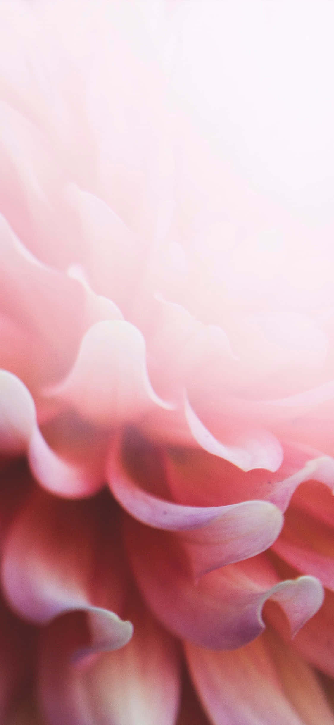 Verfris Enige Voorkoms Met Hierdie Ligpienk Blomme iPhone Muurpapier