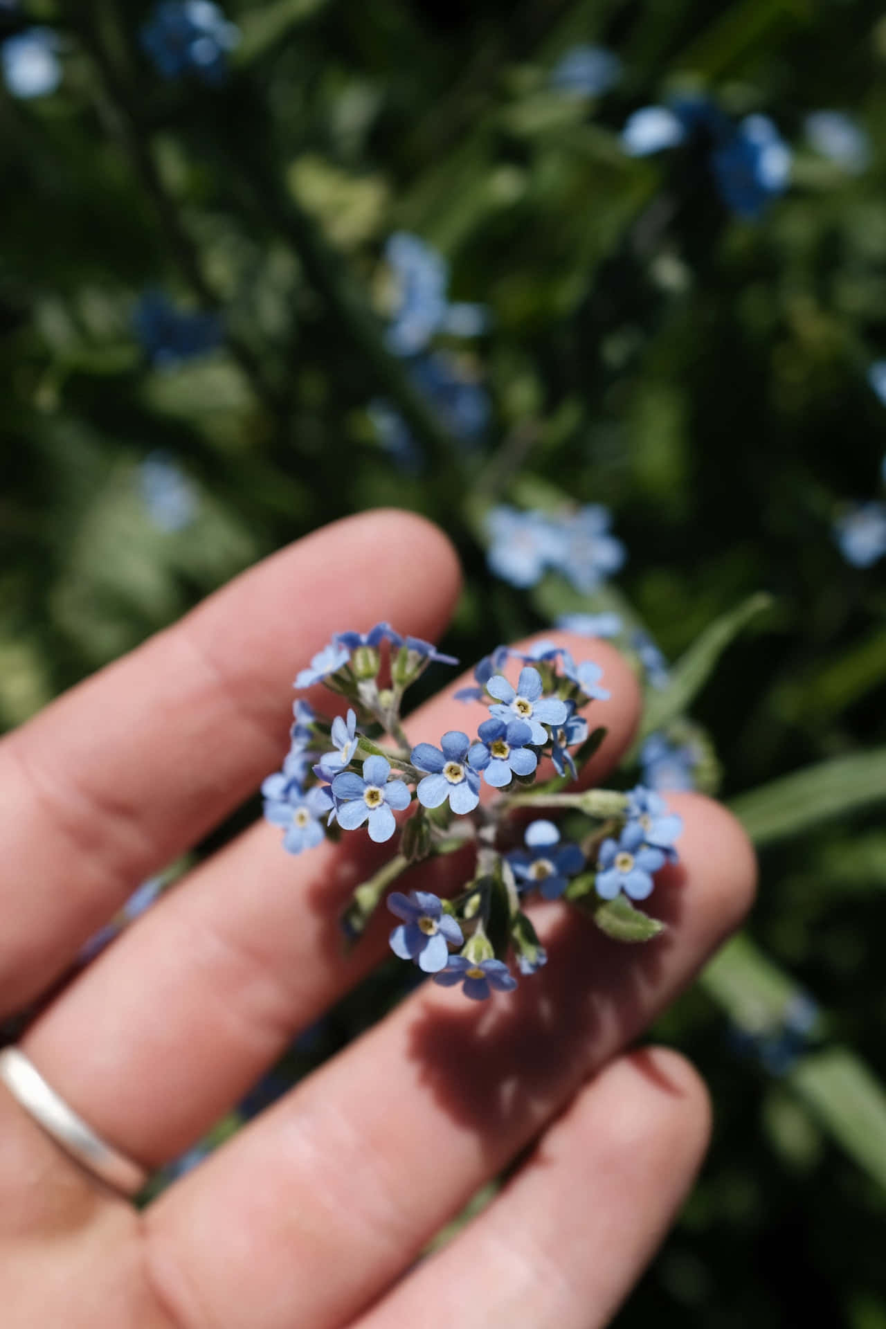 Vergeet-My-Nie Blou Blomme Foon Muurpapier