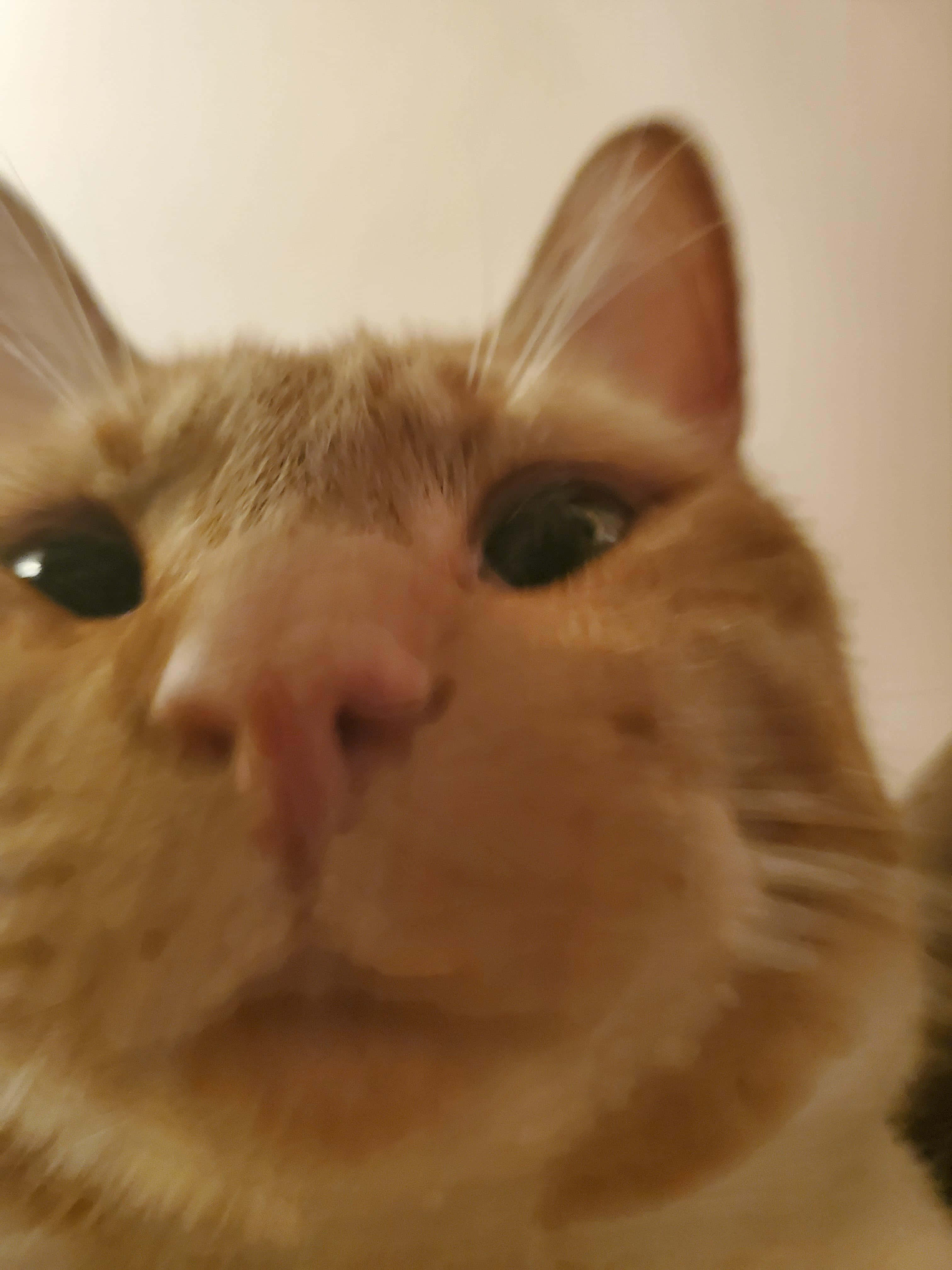 Vergrote Oulike Kat Profielfoto Muurpapier