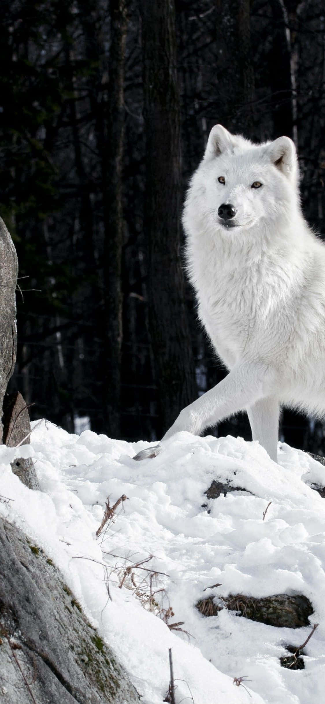 Verken die Duisternis met 'n Wolf iPhone Muurpapier