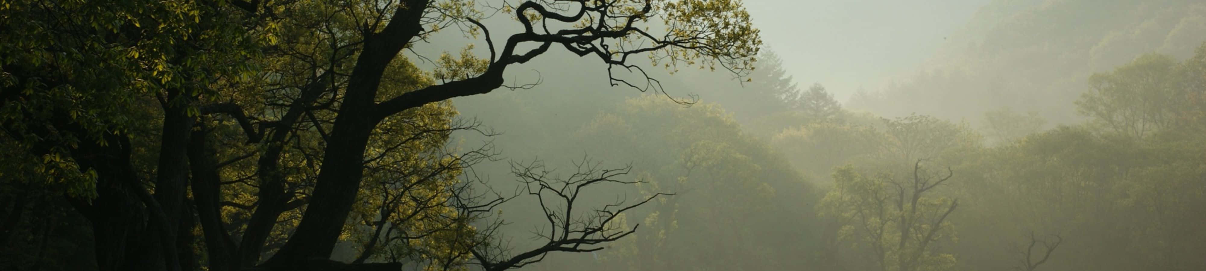 "Verken die Skoonheid van die Natuur in 4K" Muurpapier