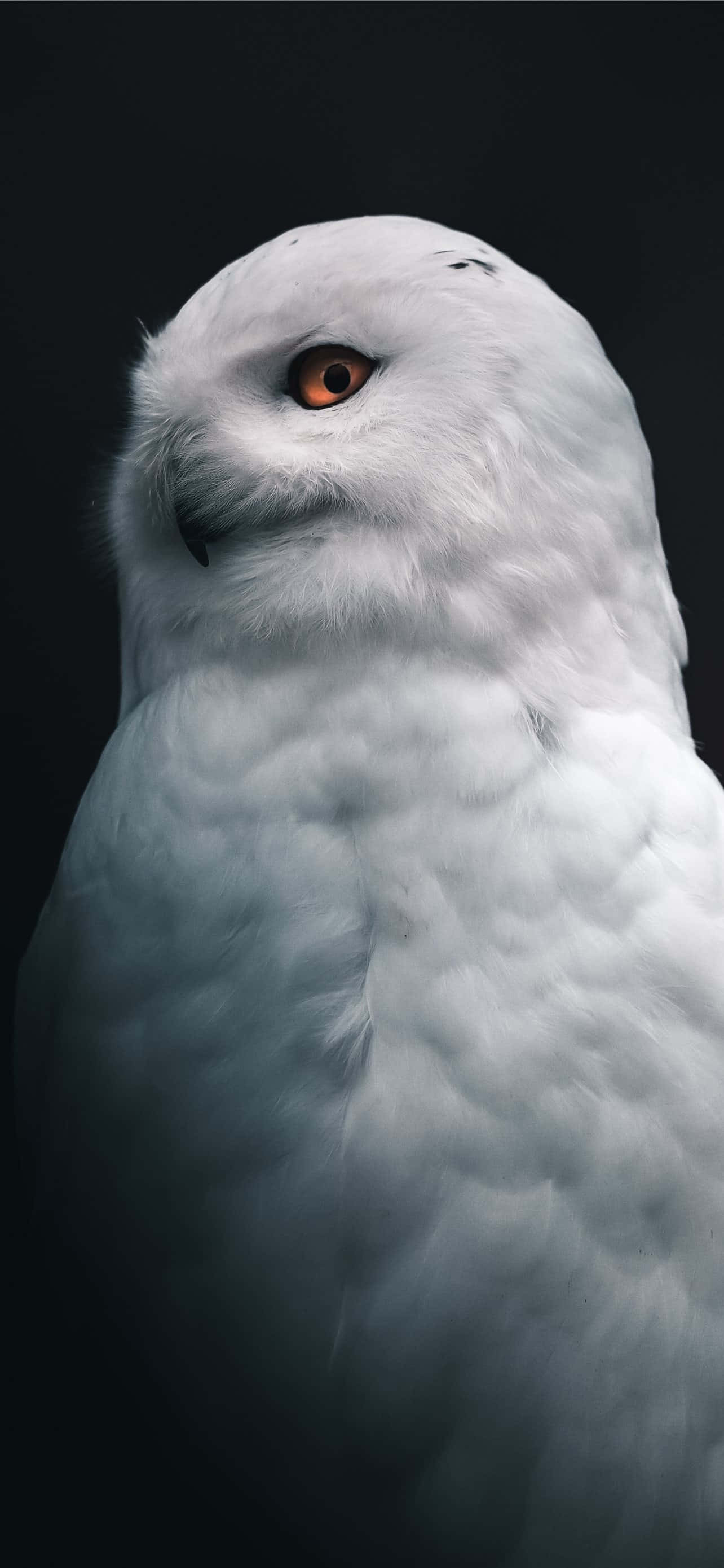 Verloor jouself in die minimalistiese skoonheid van 'n Tumblr wit agtergrond. Muurpapier