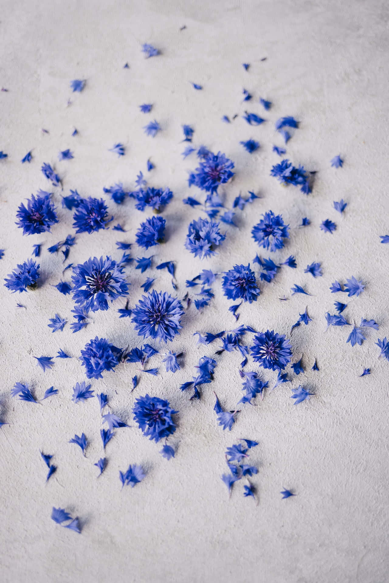 Verpletterde Blomblare van Blou Blomme Foon Muurpapier