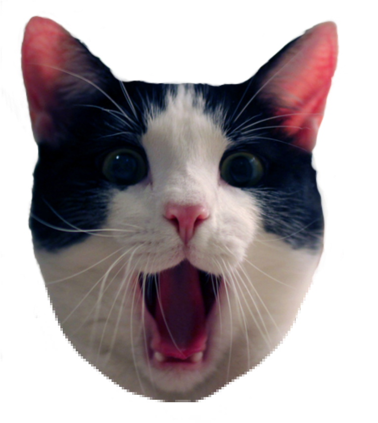 Verraste Swart-en-Wit Kat Meme Muurpapier