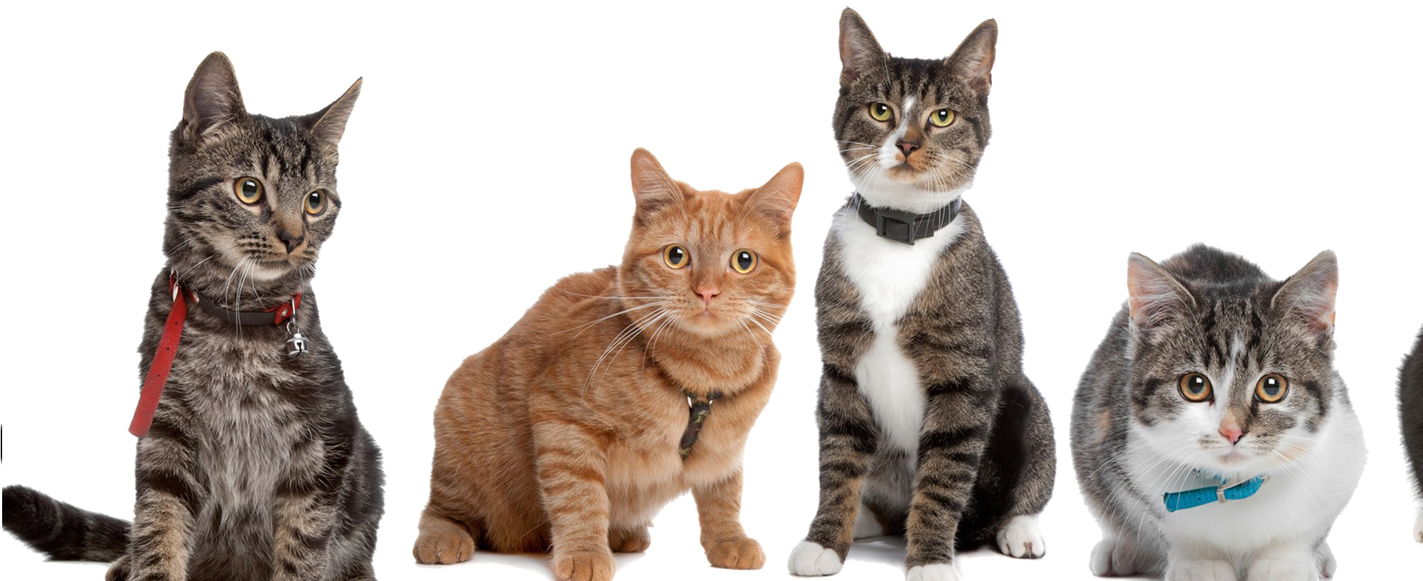 Verskeidenheid van Katte wat Poseer Muurpapier