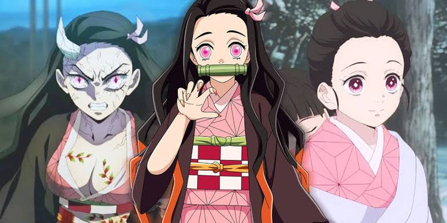 Verskillende Lewensfases van Nezuko van Demon Slayer Muurpapier