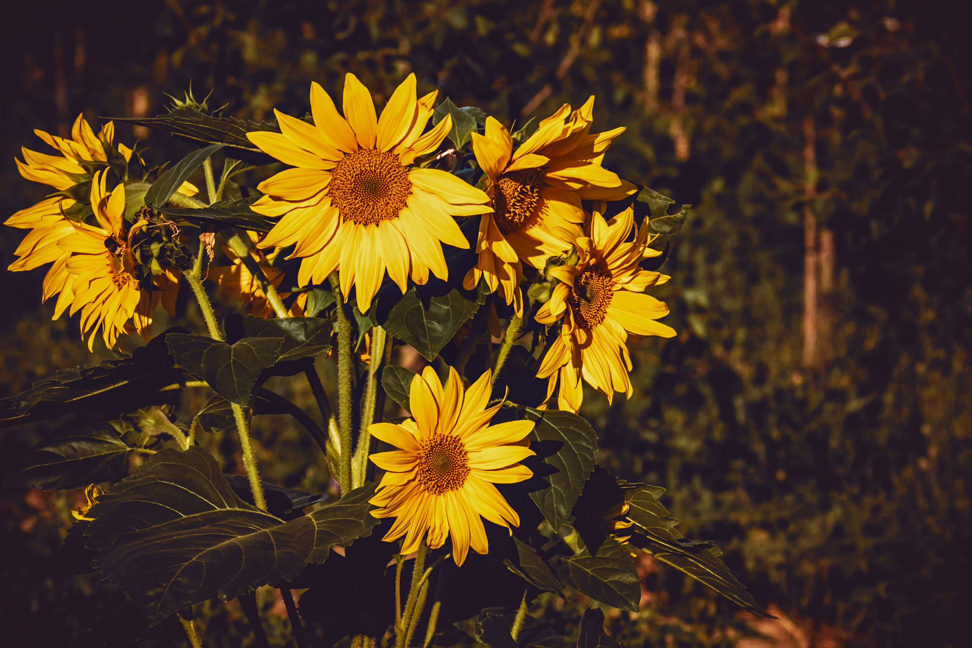 Geel sonneblomme op 'n vintage kleur met warm skakerings op 'n sonnige dag.
