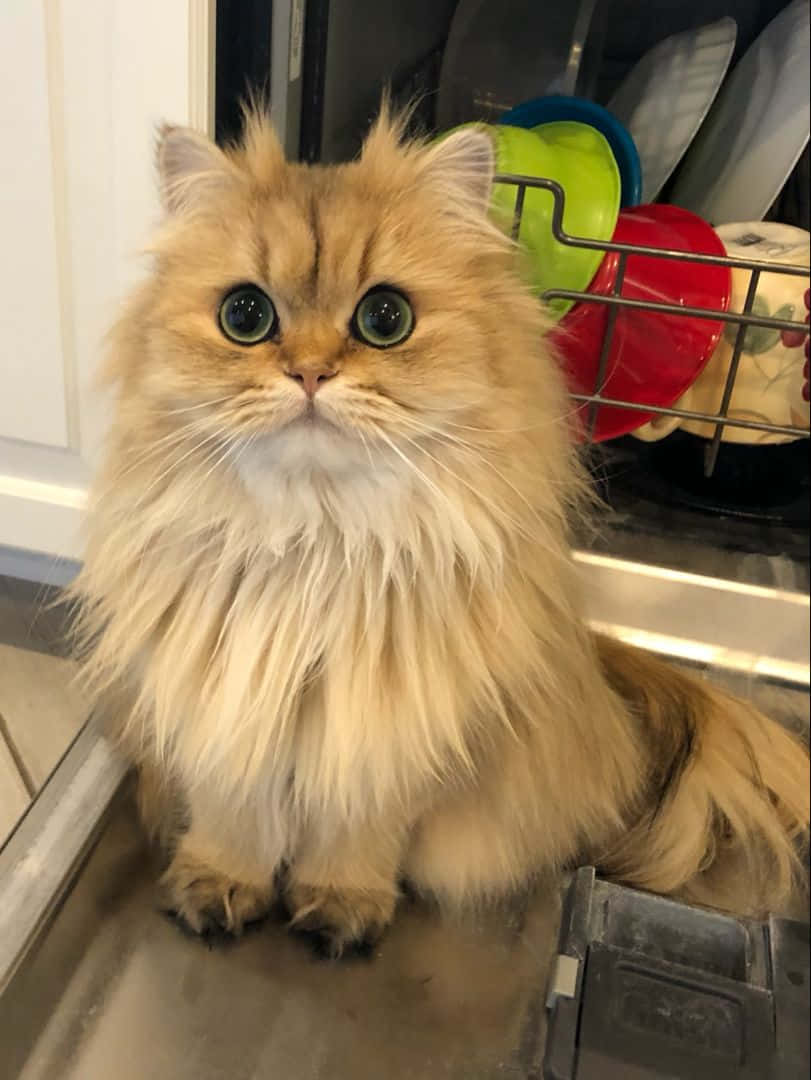 Vertroetelde Persiese Kat Prentjie Muurpapier