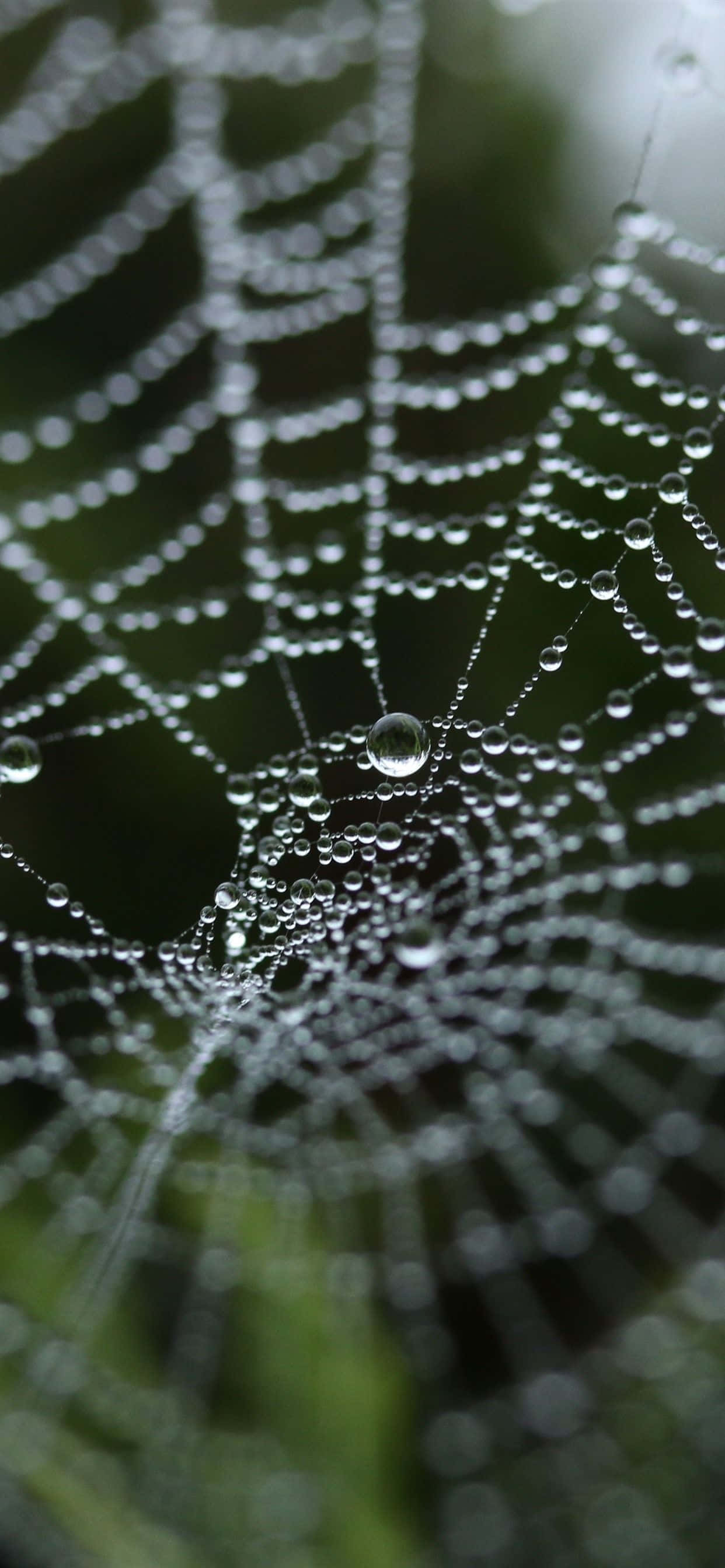 Vervaag Natuur Spinnekopweb-agtergrond Muurpapier