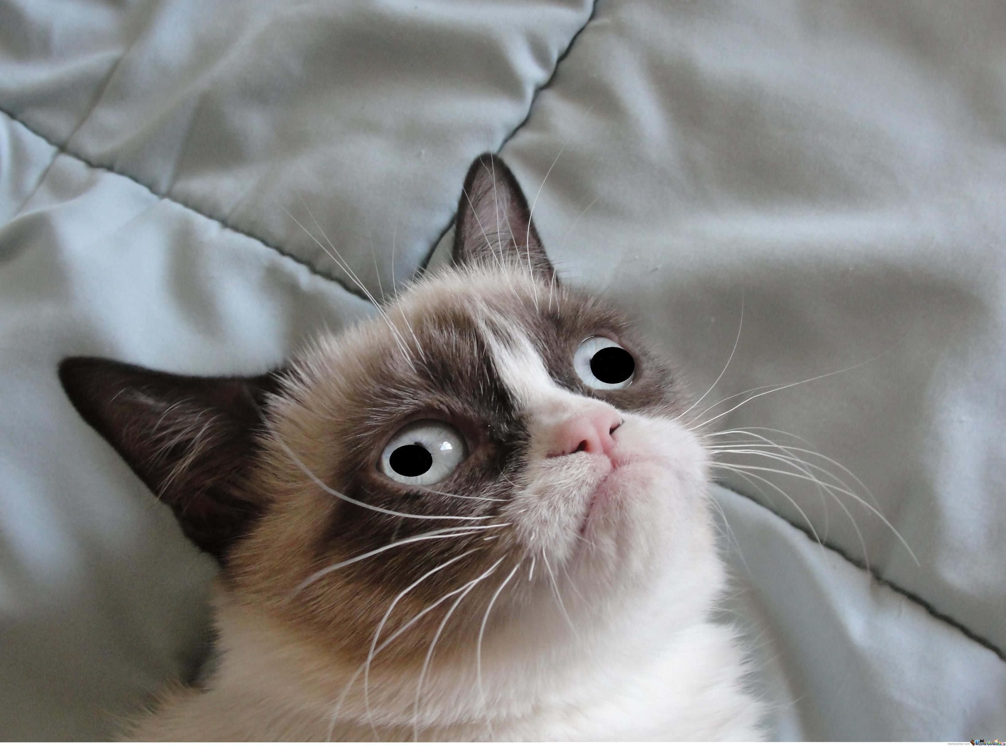 Vervloekte Katerfoto van Grumpy Cat Muurpapier