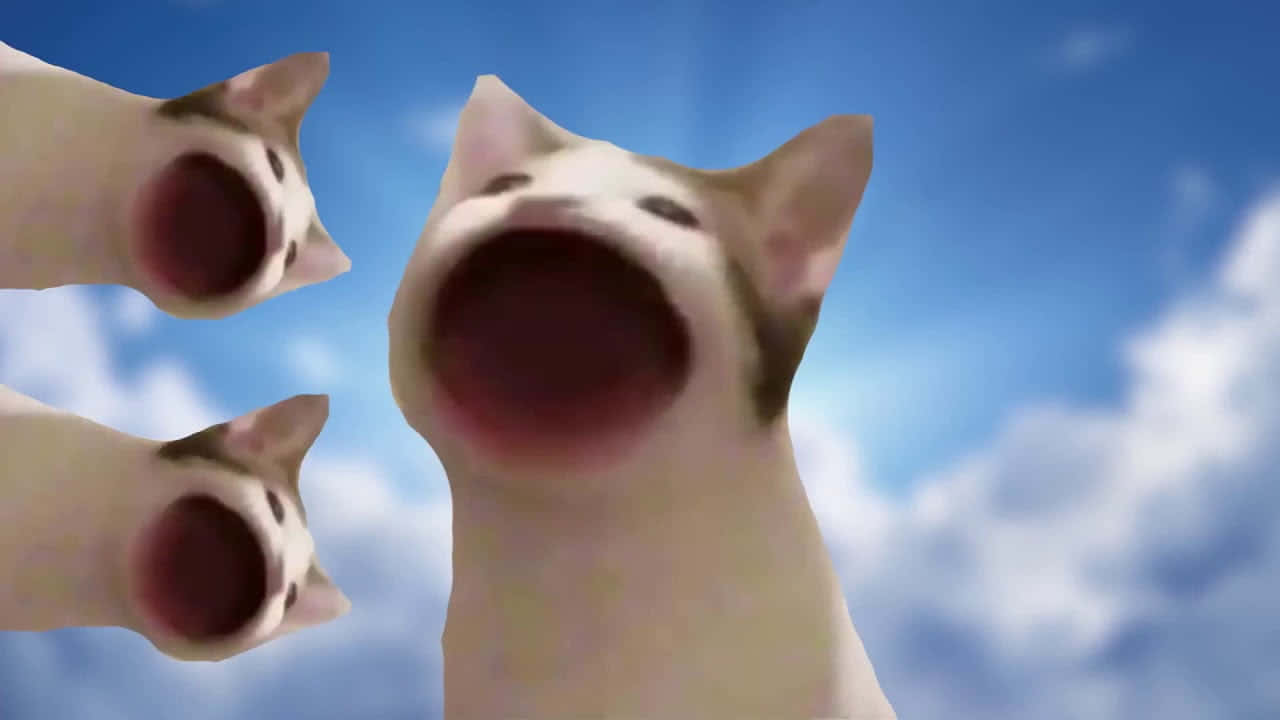 Vervloekte Pop Kat Meme Prent Muurpapier