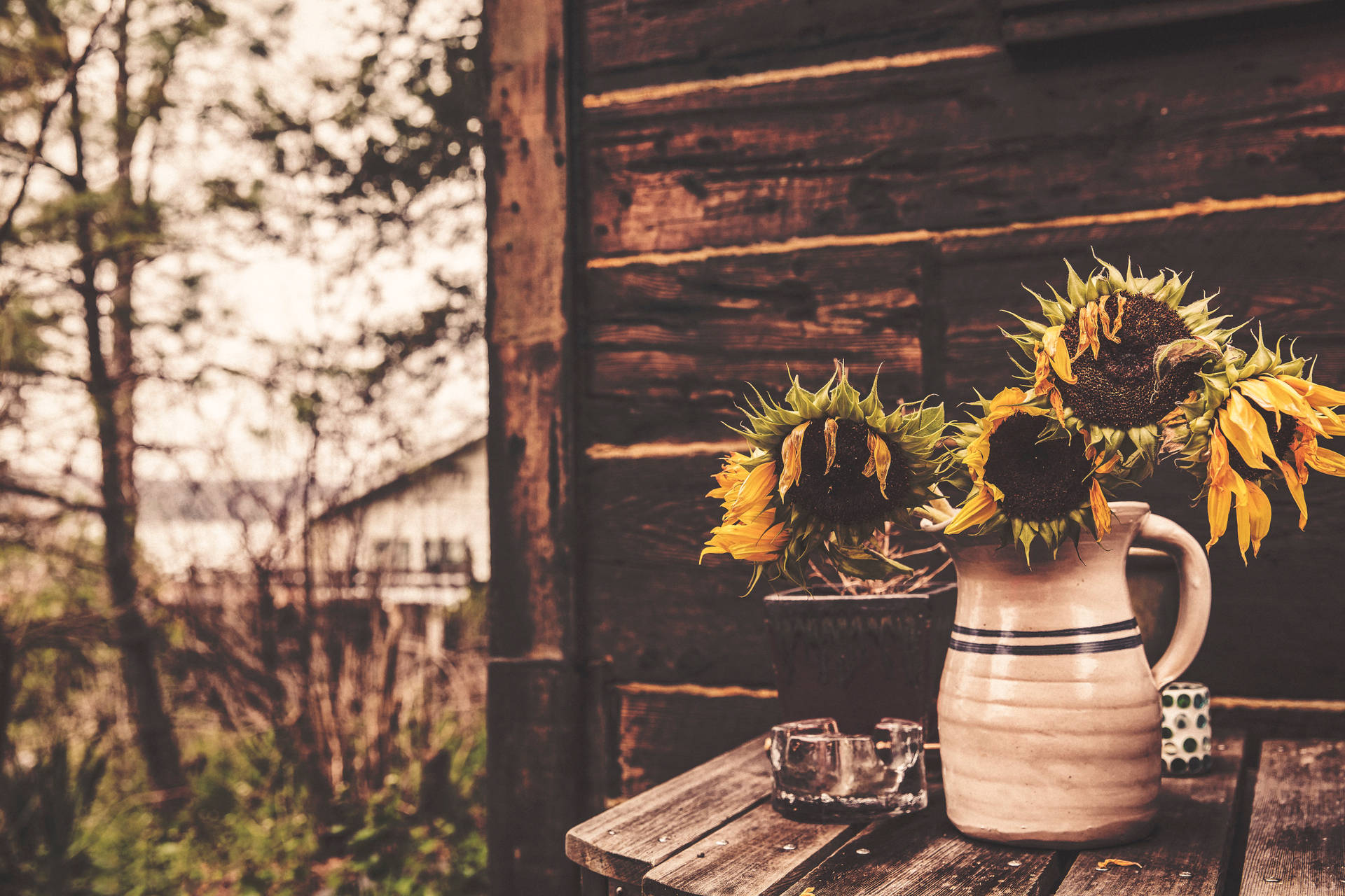 Verwelkte sonneblomme in 'n vaas buite 'n vintage houthuis.