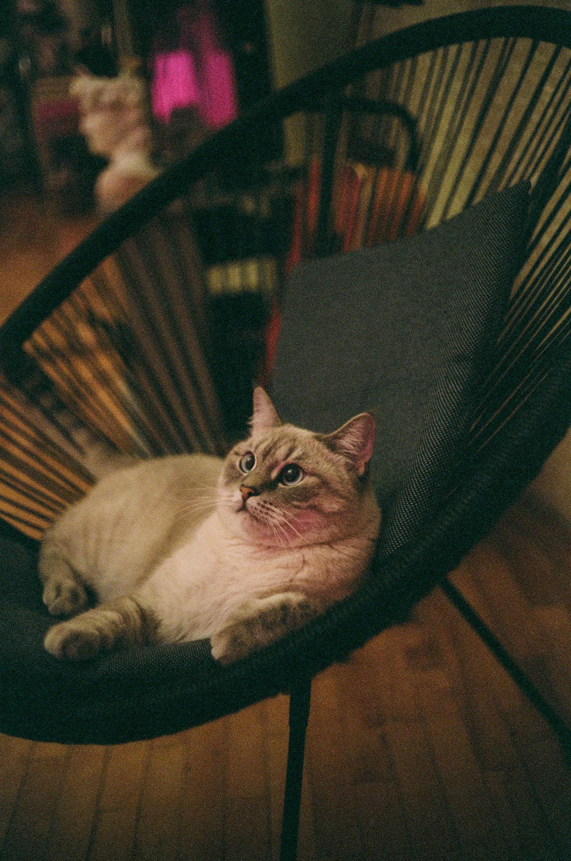 Vet Estetiese Kat In Stoel Muurpapier