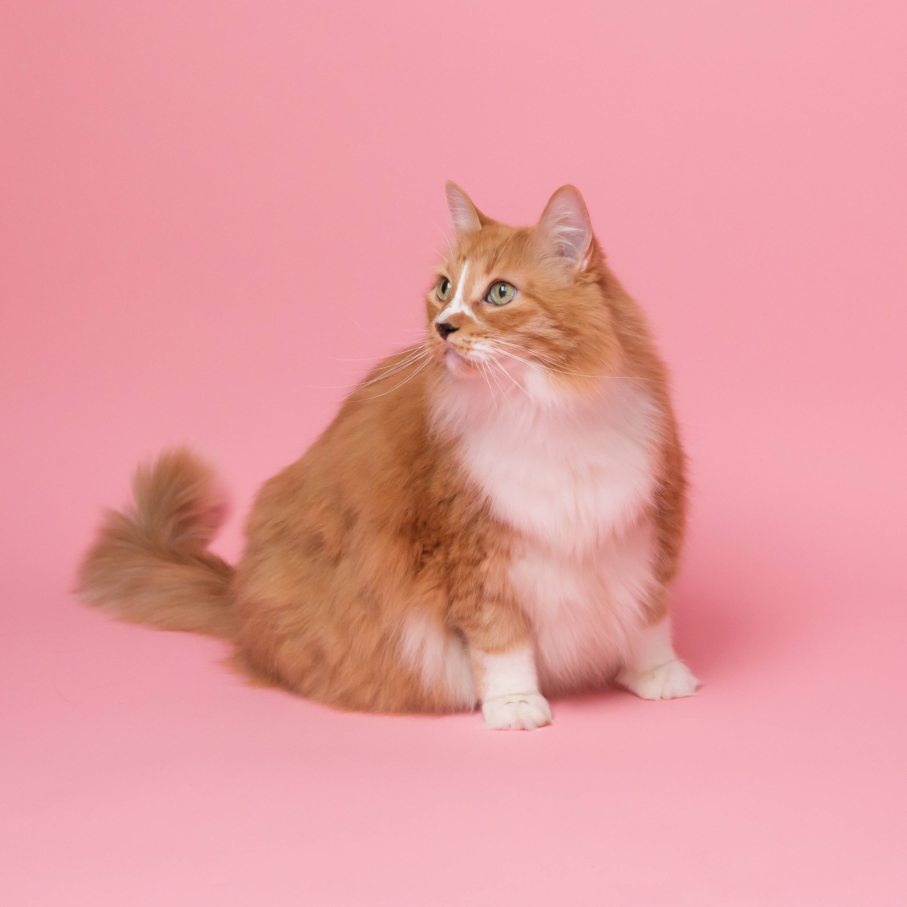 Vet Estetiese Kat In Pienk Muurpapier
