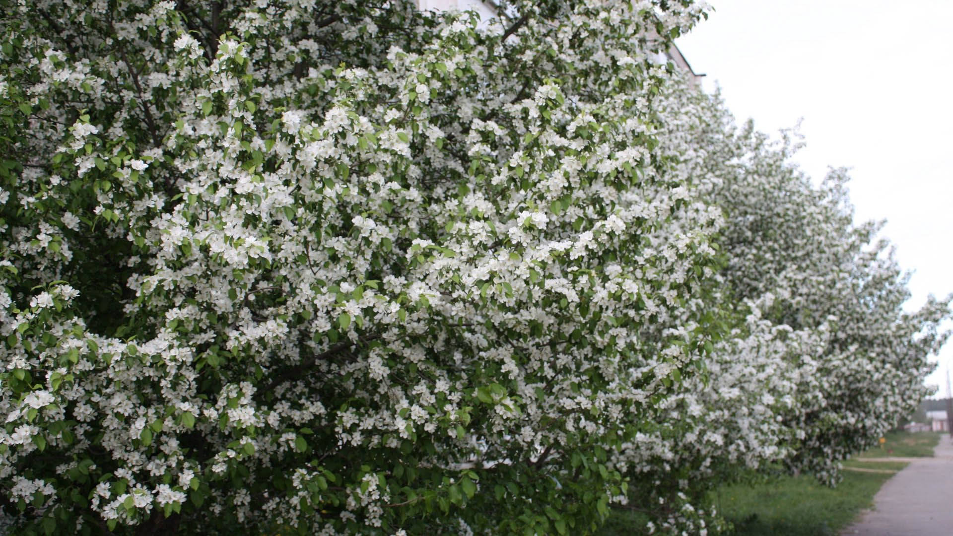 Vier die Aankoms van Lente met Bloeiende Boombloeisels Muurpapier
