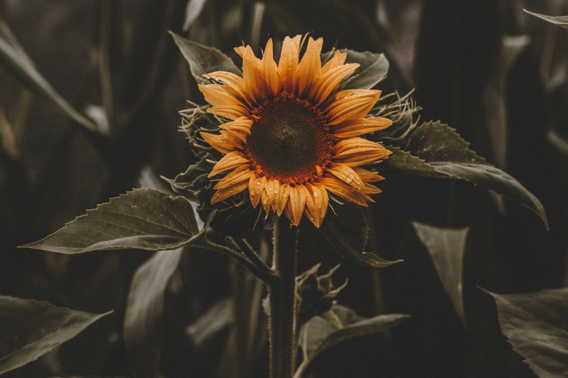 Sonneblom vintage met donkergroen blare, nabyfoto in 'n veld.