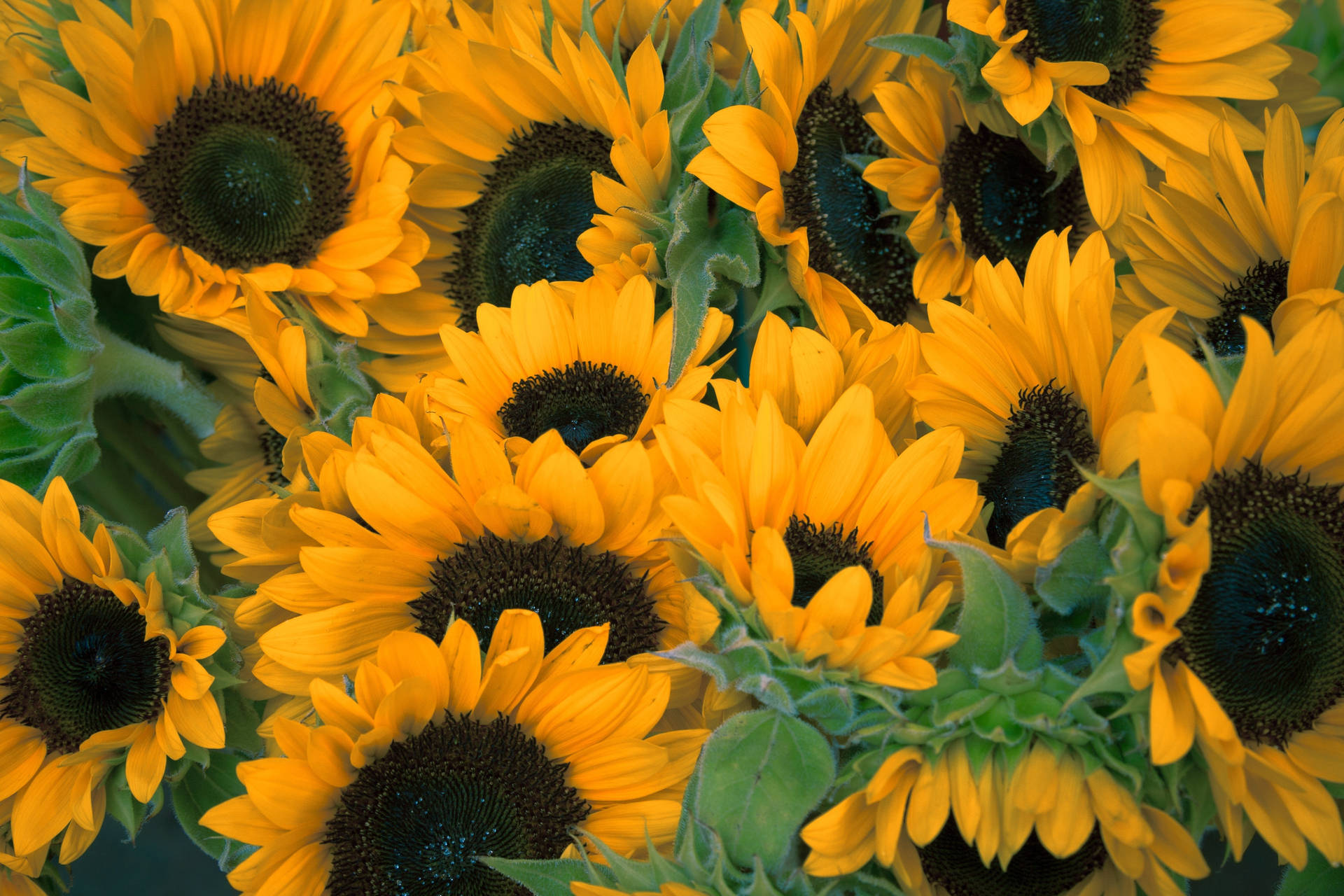 Sonneblomveld vol geel oranje sonneblomme met groen blare.