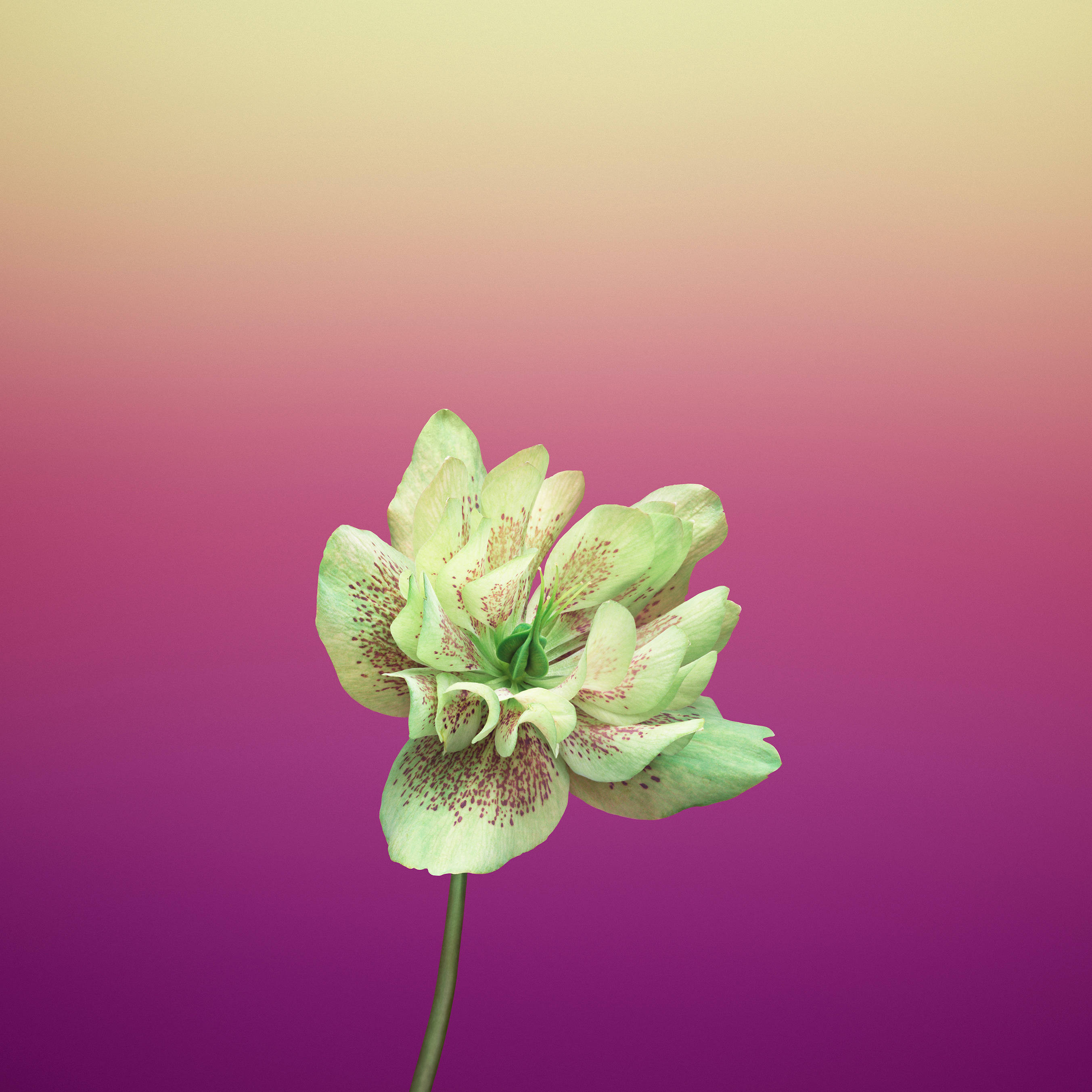 Violet Helleborus Orientalis Appelblom Muurpapier