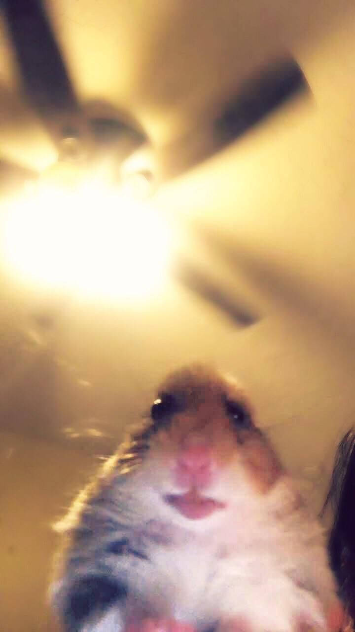 "Virtuele Hamster Meme" Muurpapier