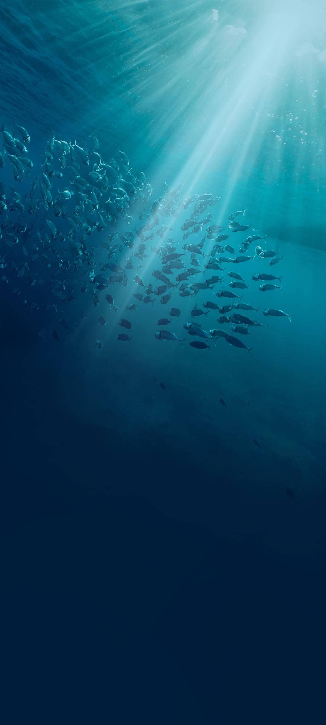 Vivo V20 Onderwatervis Muurpapier