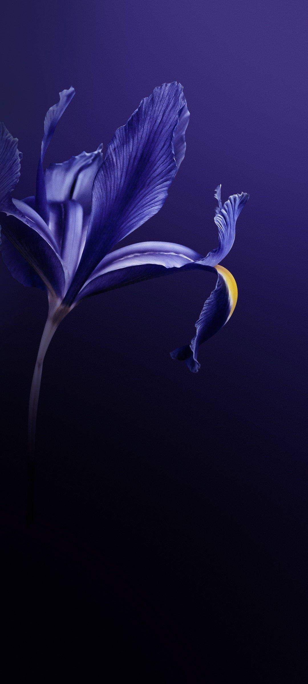 Vivo V20 Pers Blom Muurpapier