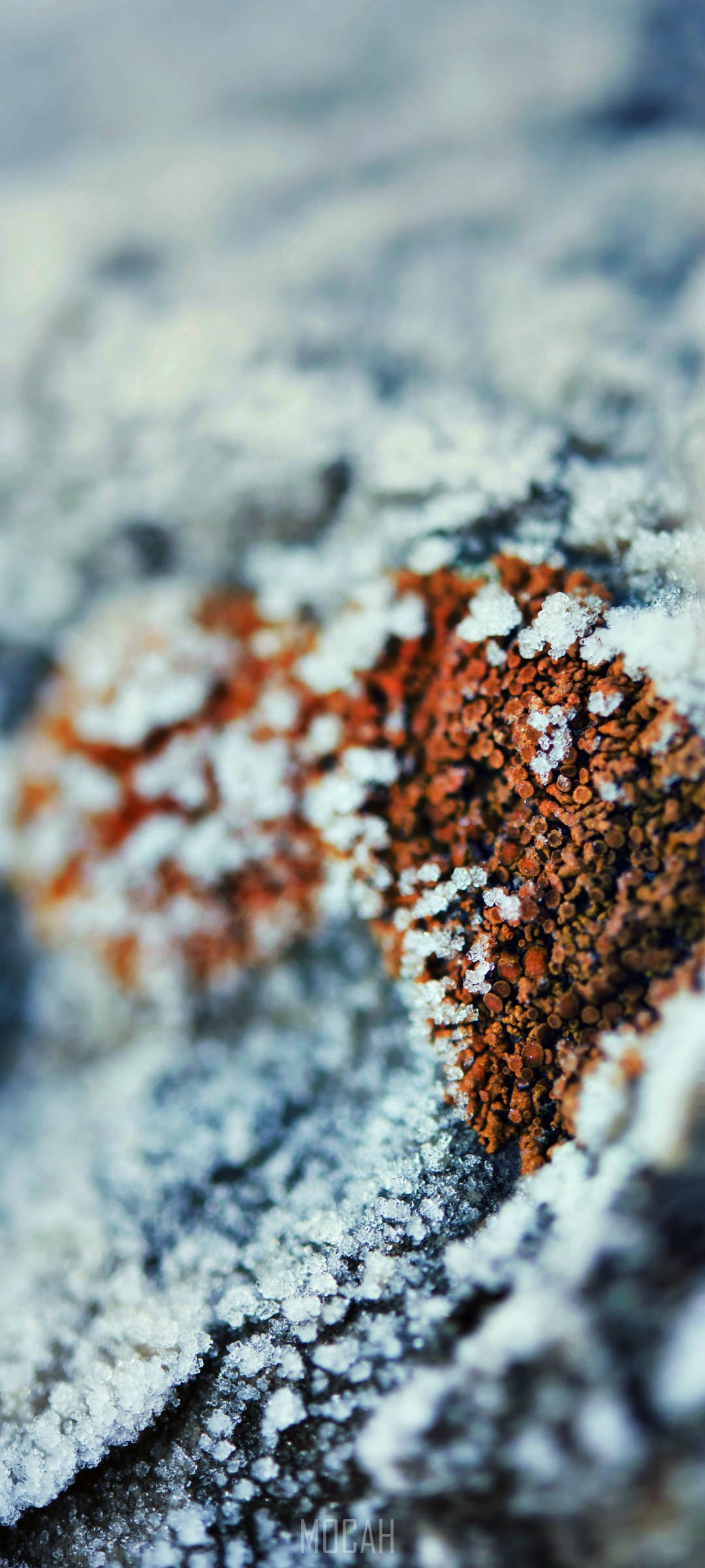 Vivo V20 Sneeubedekte Mos Muurpapier