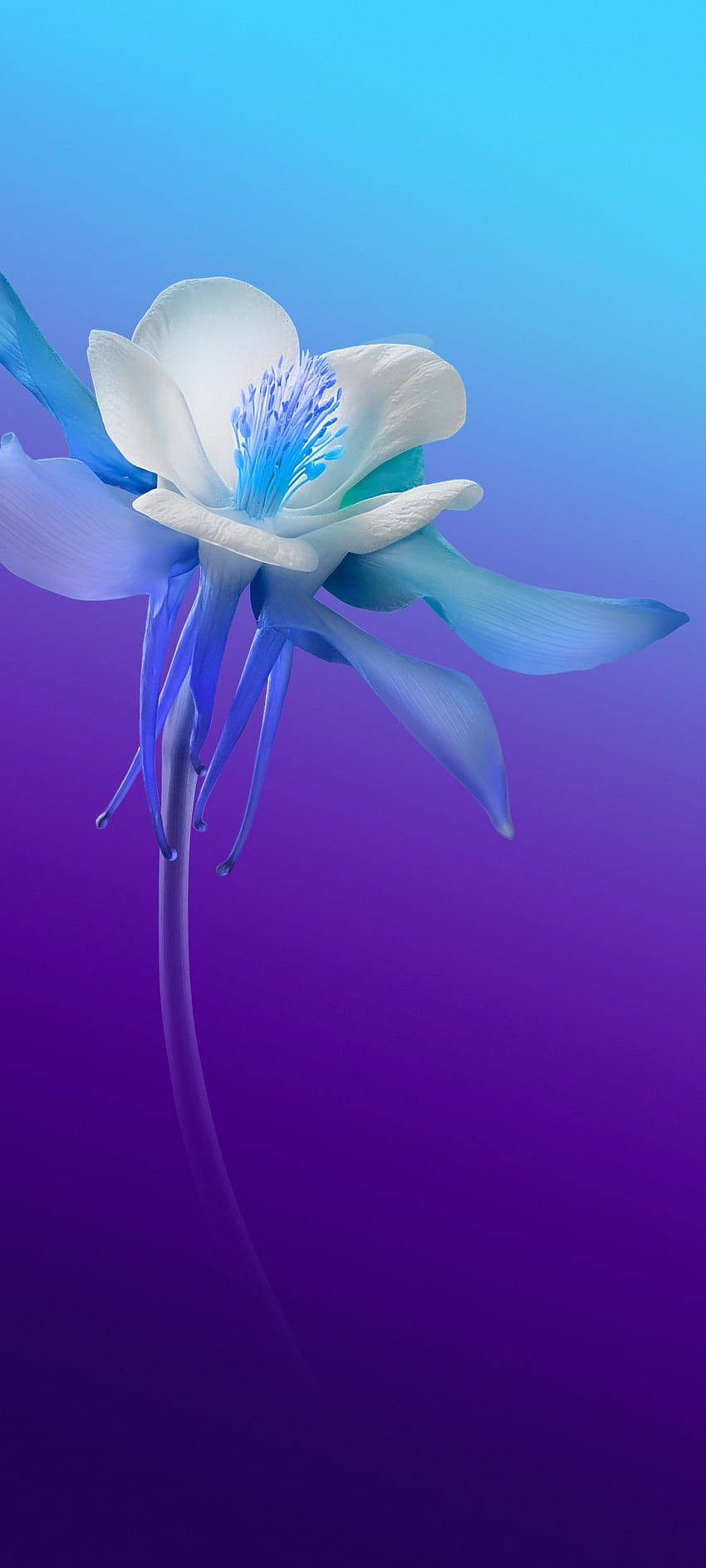 Vivo V20 Wit en Blou Blom Muurpapier