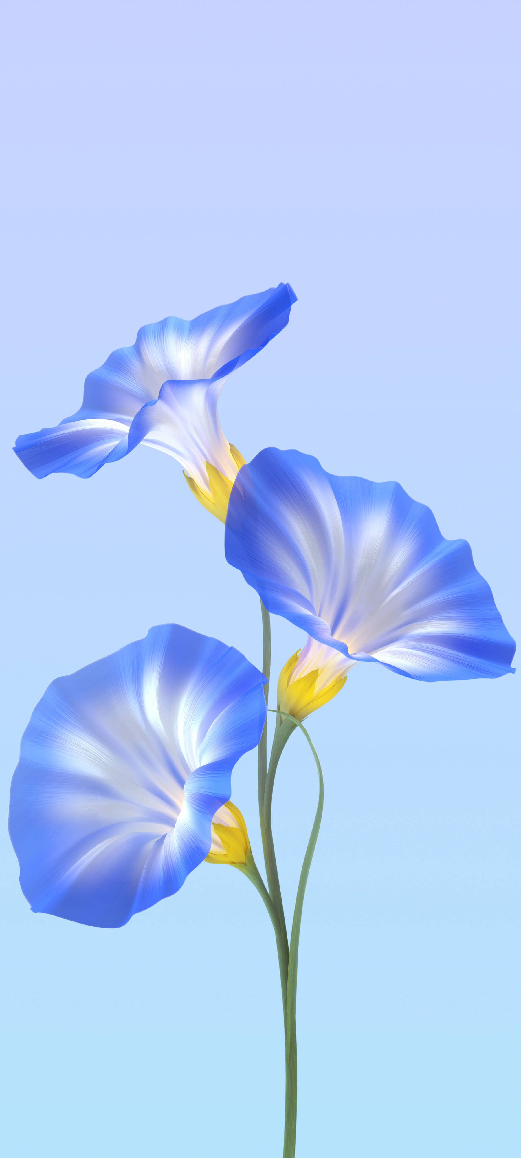 Vivo Y11 Blou Blomme Muurpapier