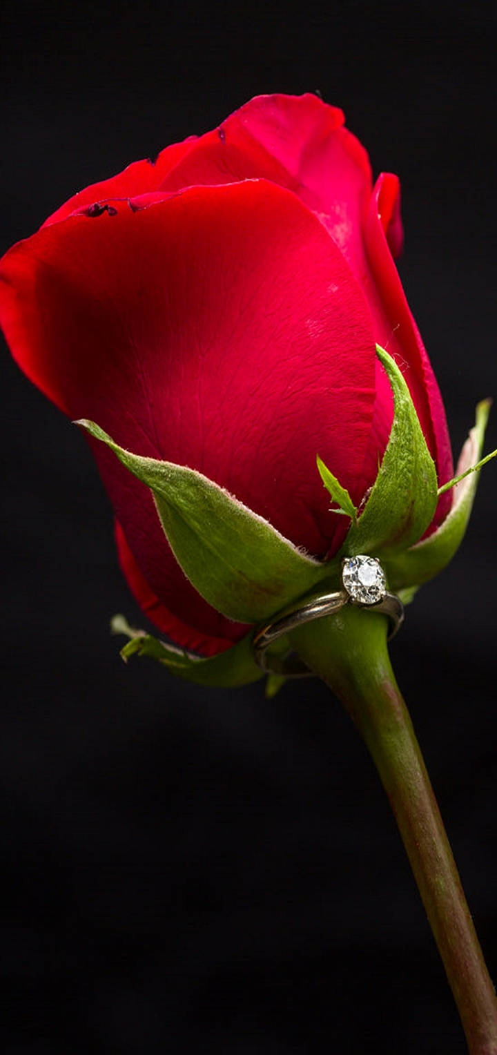 Vivo Y11 Rooi Roos Muurpapier