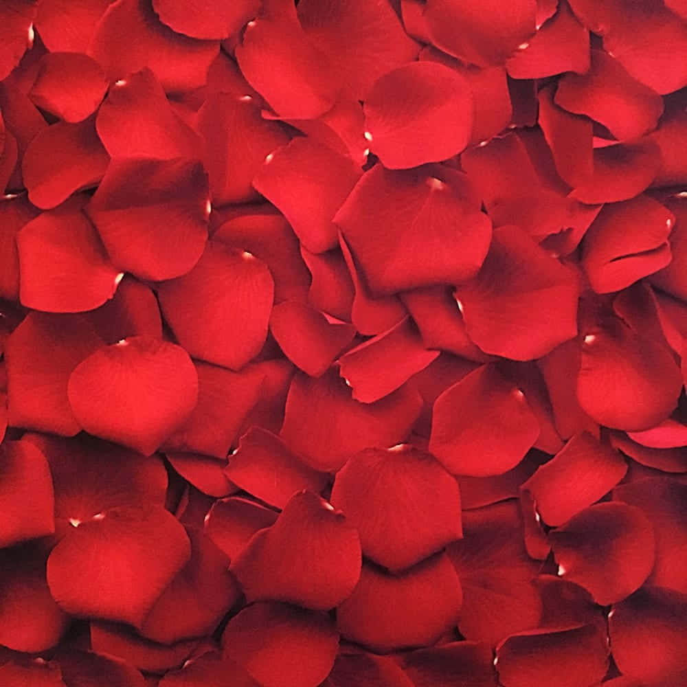 Voeg 'n tikkie kleur by jou lewe met Red Aesthetic Muurpapier