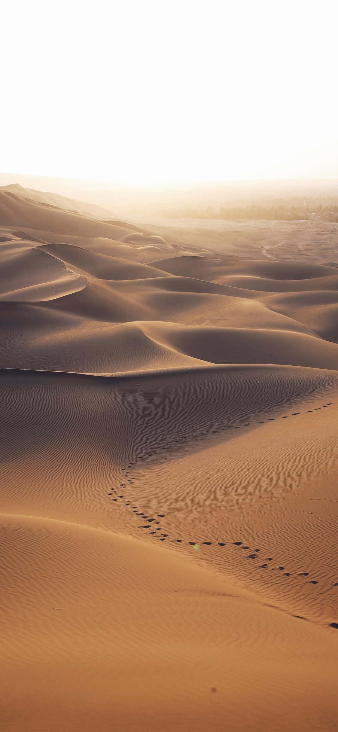 Voetspore Op Die Sand Van Woestyn iPhone Muurpapier