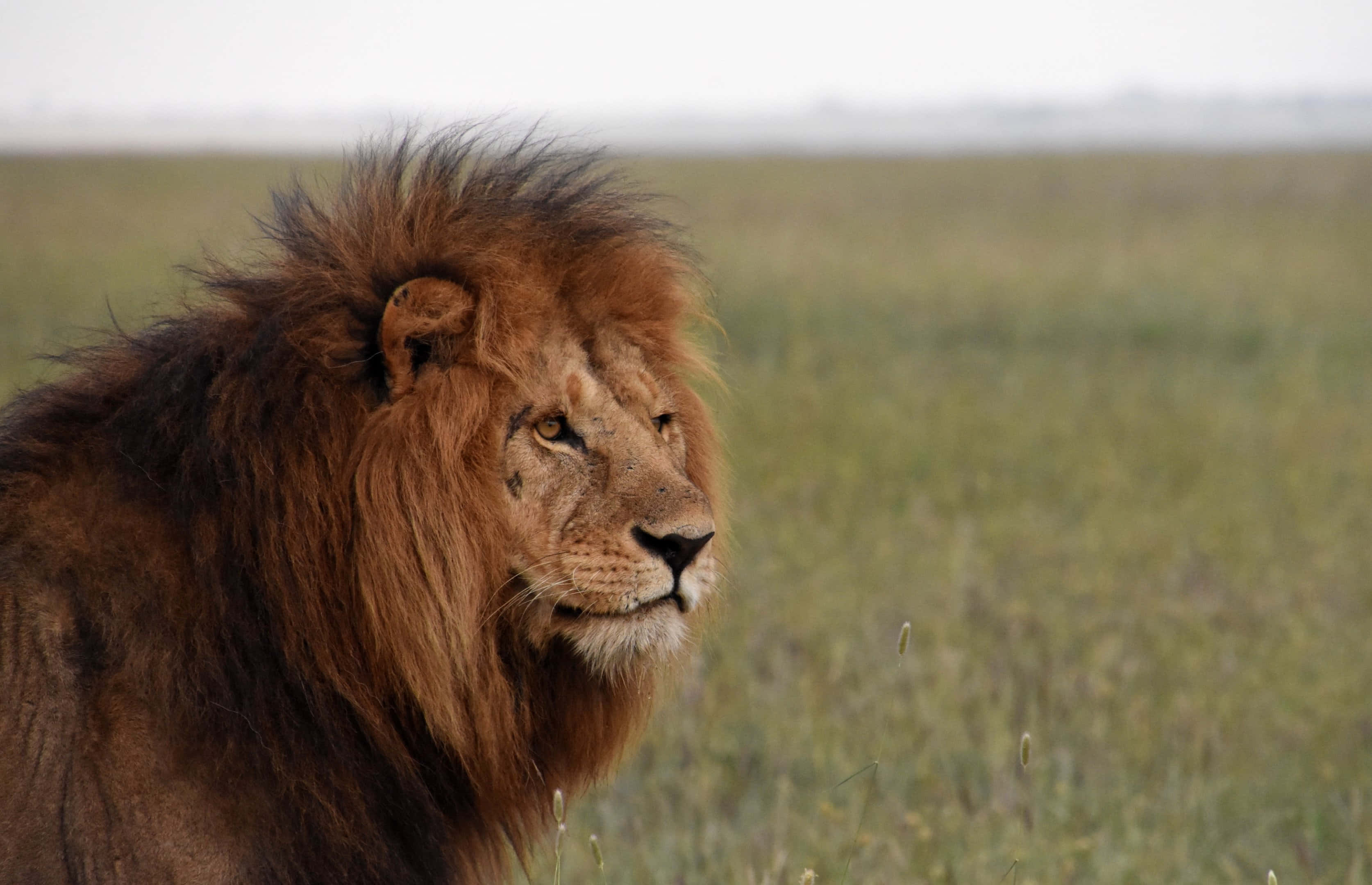 Vreesaanjaend dog Majestueus - 'n Leeu wat deur die Afrika-savanne dwaal Muurpapier