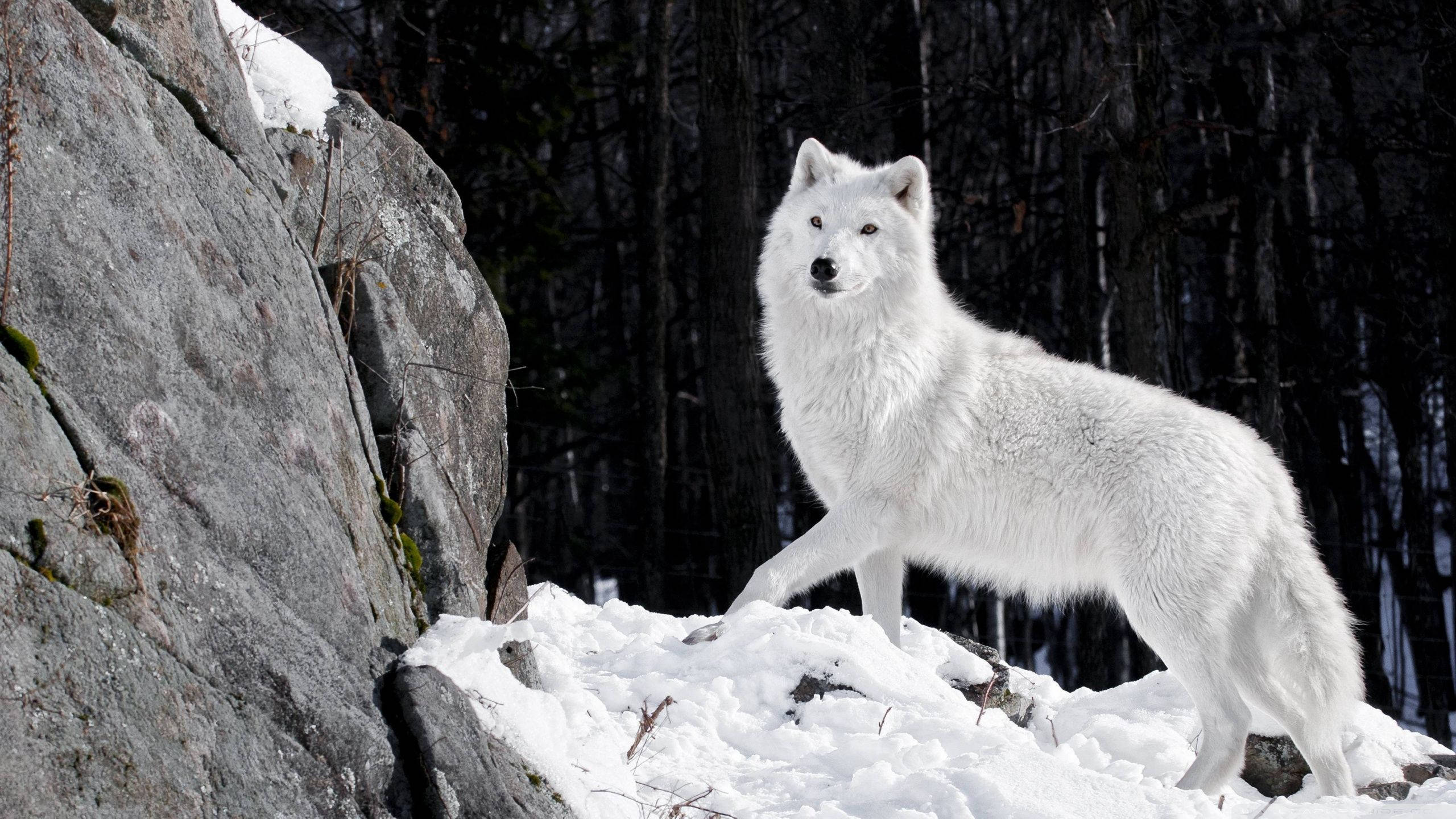 Vreesloos en Wild - 'n Eensame Wit Wolf Muurpapier