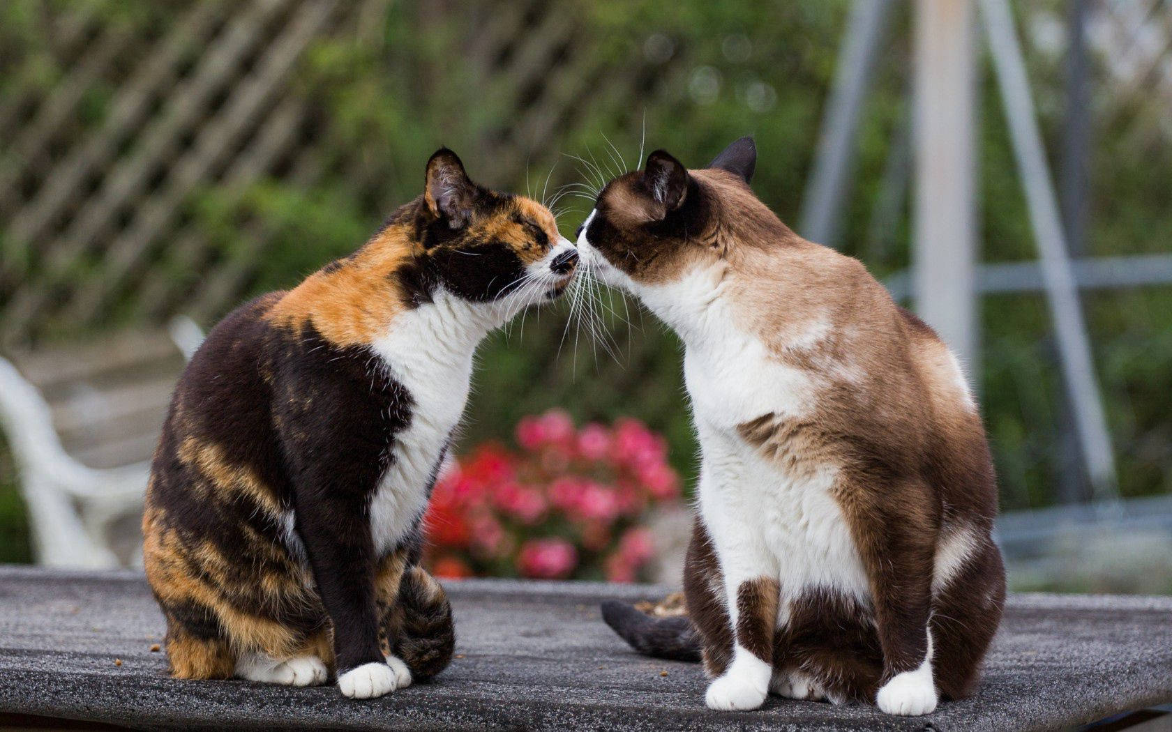Twee katte wat soen buite die tuin knus plek. Oulike harige diere in liefde.