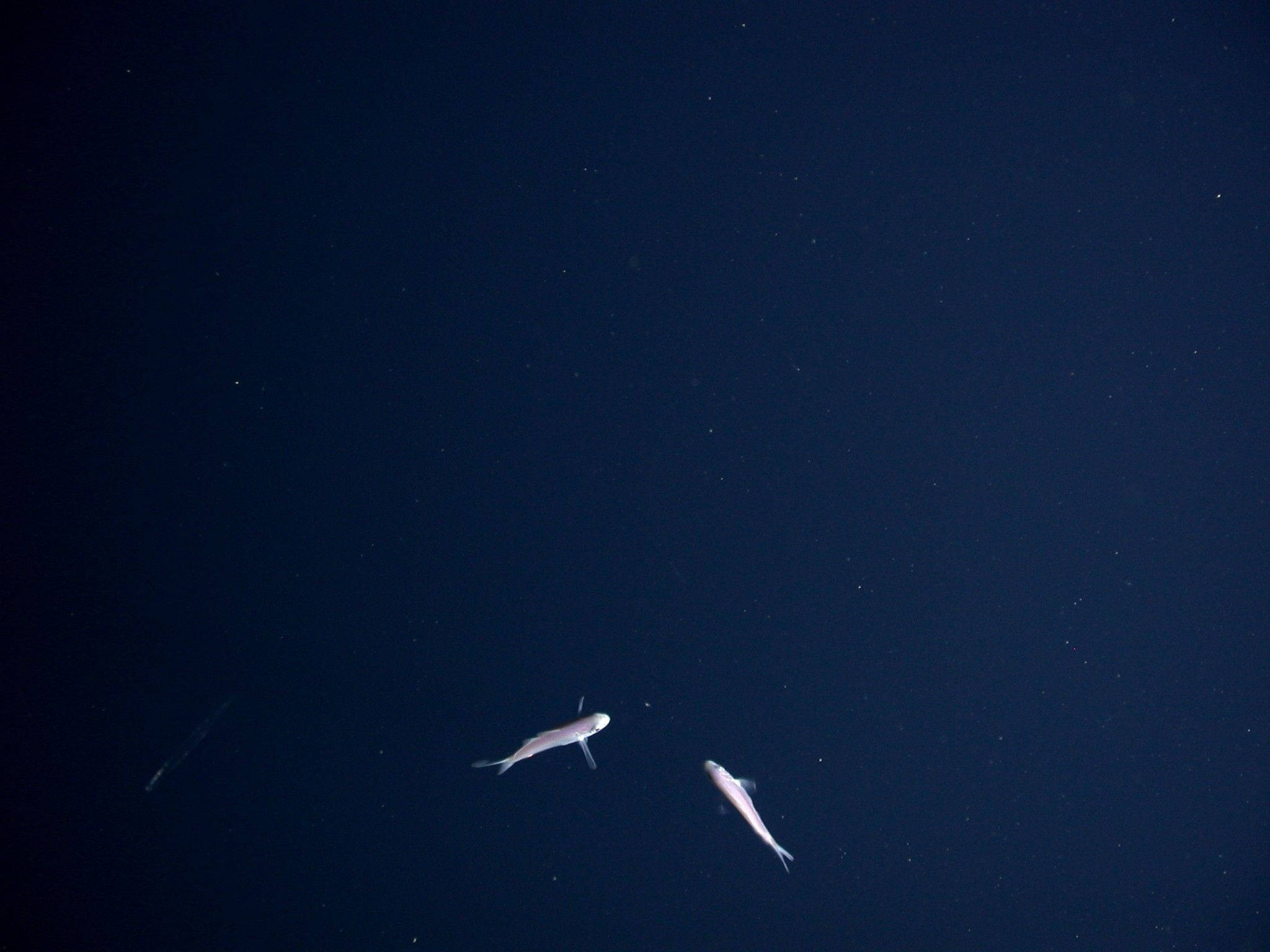 Walvis Estetiek Donkerblou HD Muurpapier