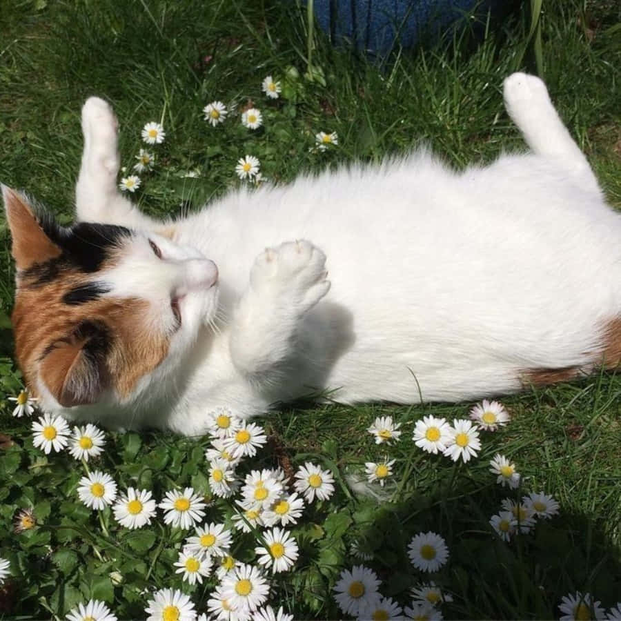 "Wees die kat wat jy in die wêreld wil sien" Muurpapier