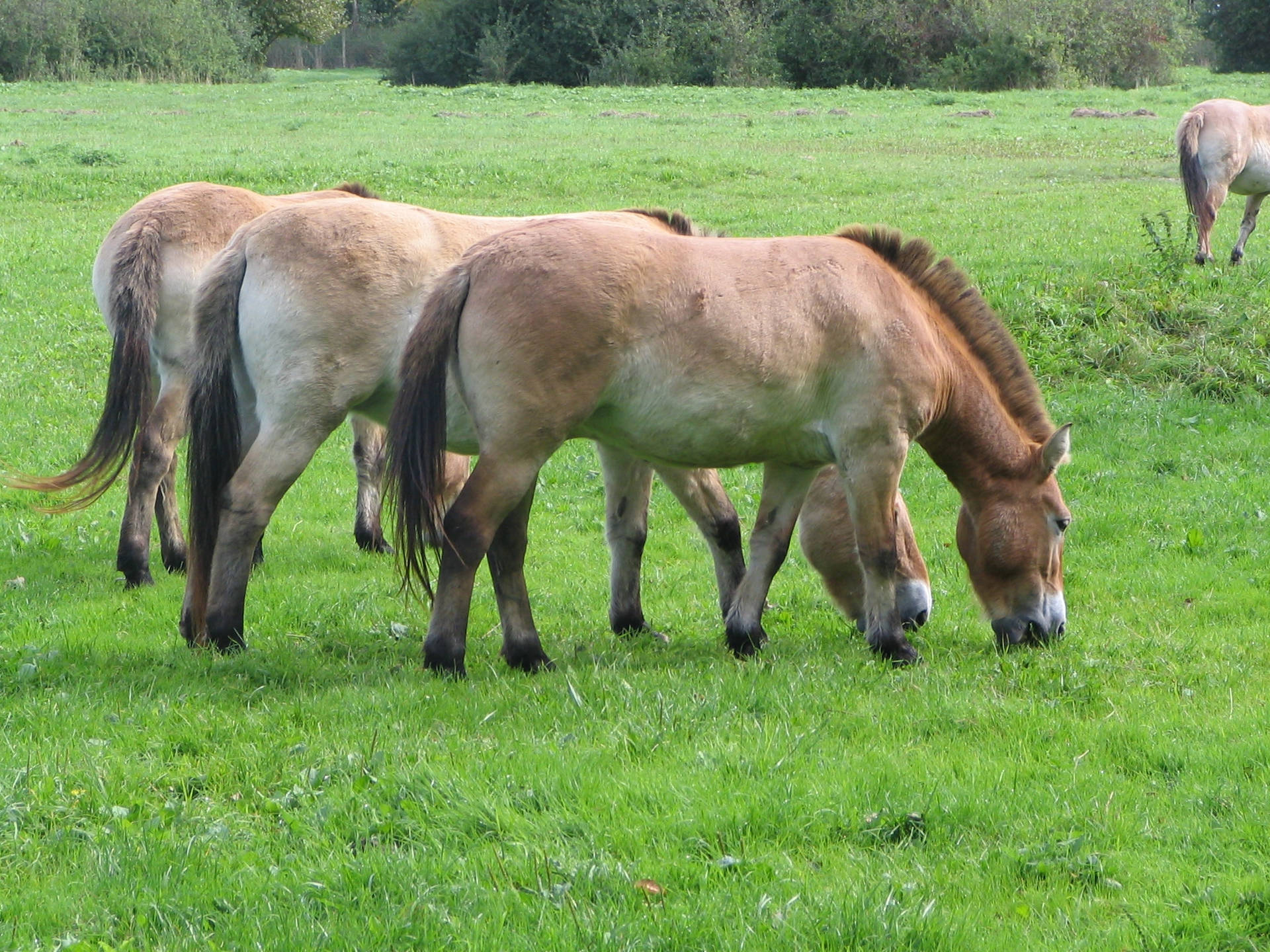 'n Klomp weidende Przewalski-perde agtergrond