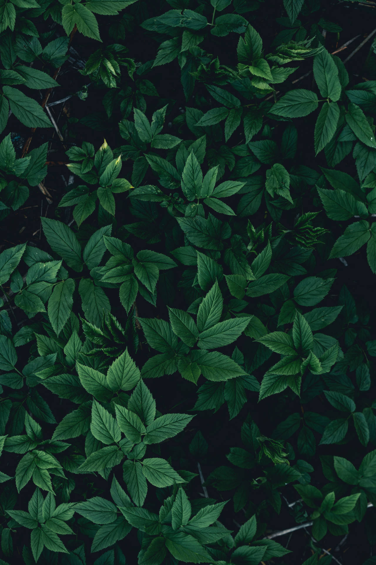 Welige Plantblare Groen iPhone Muurpapier