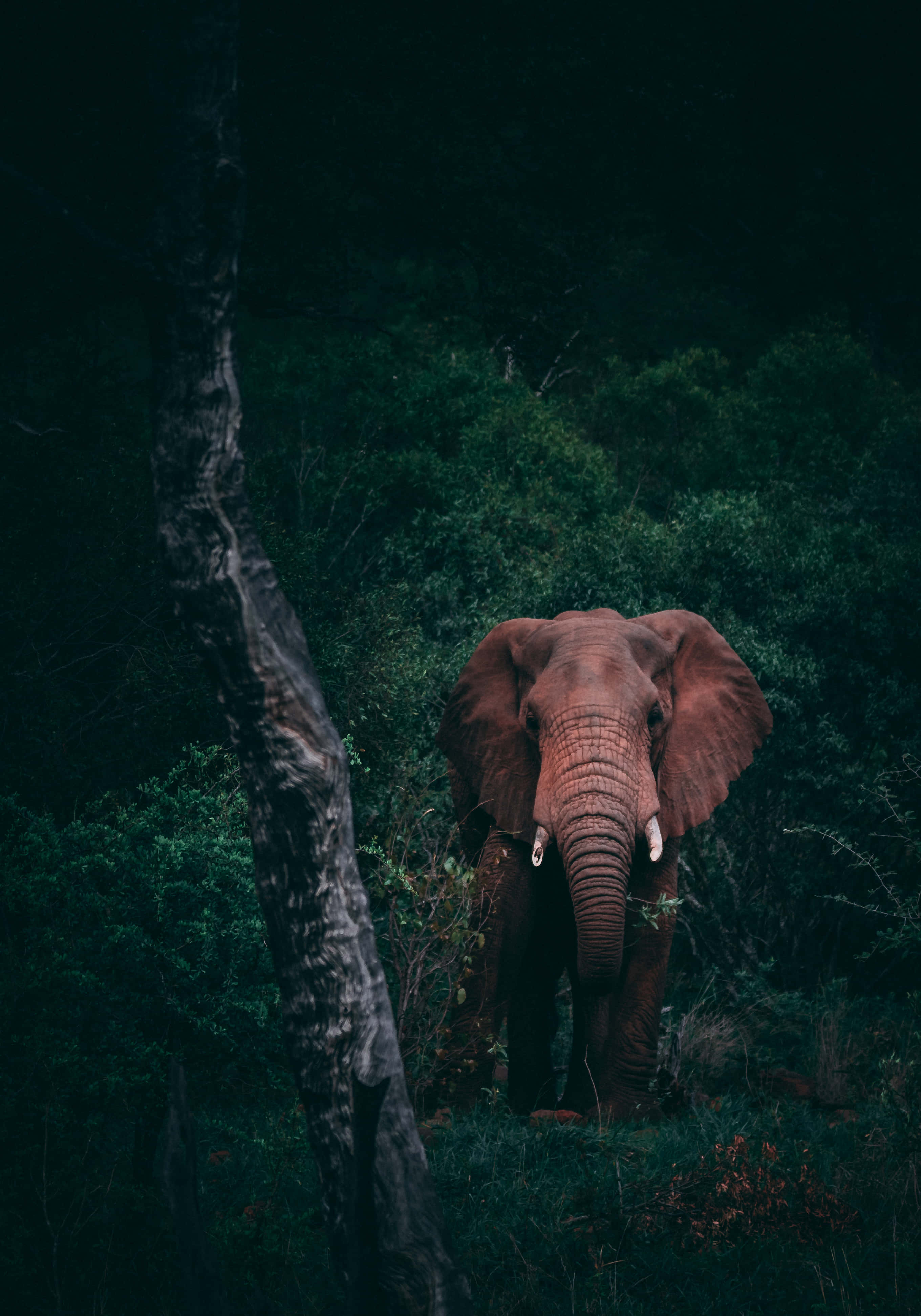 Werk op die Pad met die Olifant-skootrekenaar. Muurpapier