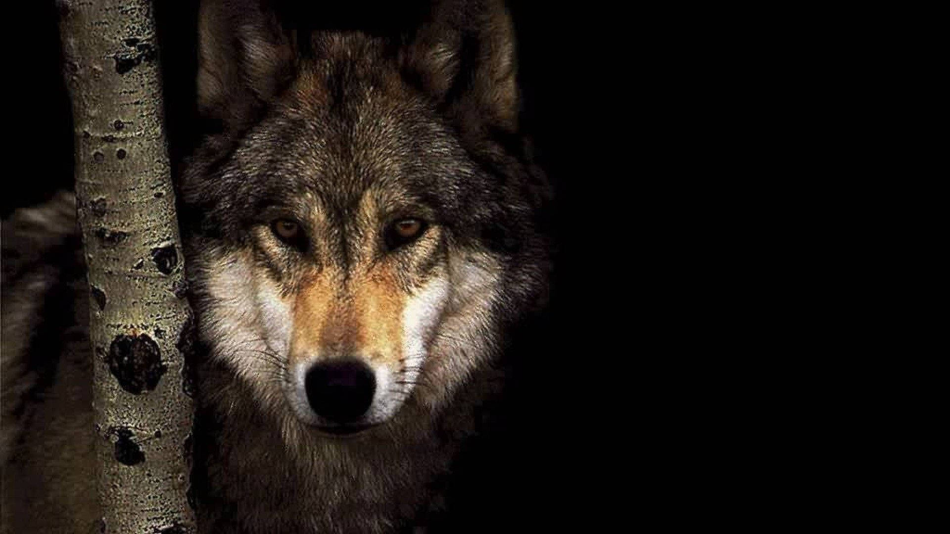 Wilde Grys Wolf Kyk Vinnig na die Kamera Muurpapier