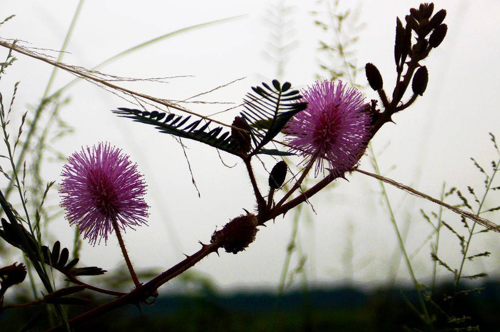 Wilde Mimosa Blomme Muurpapier