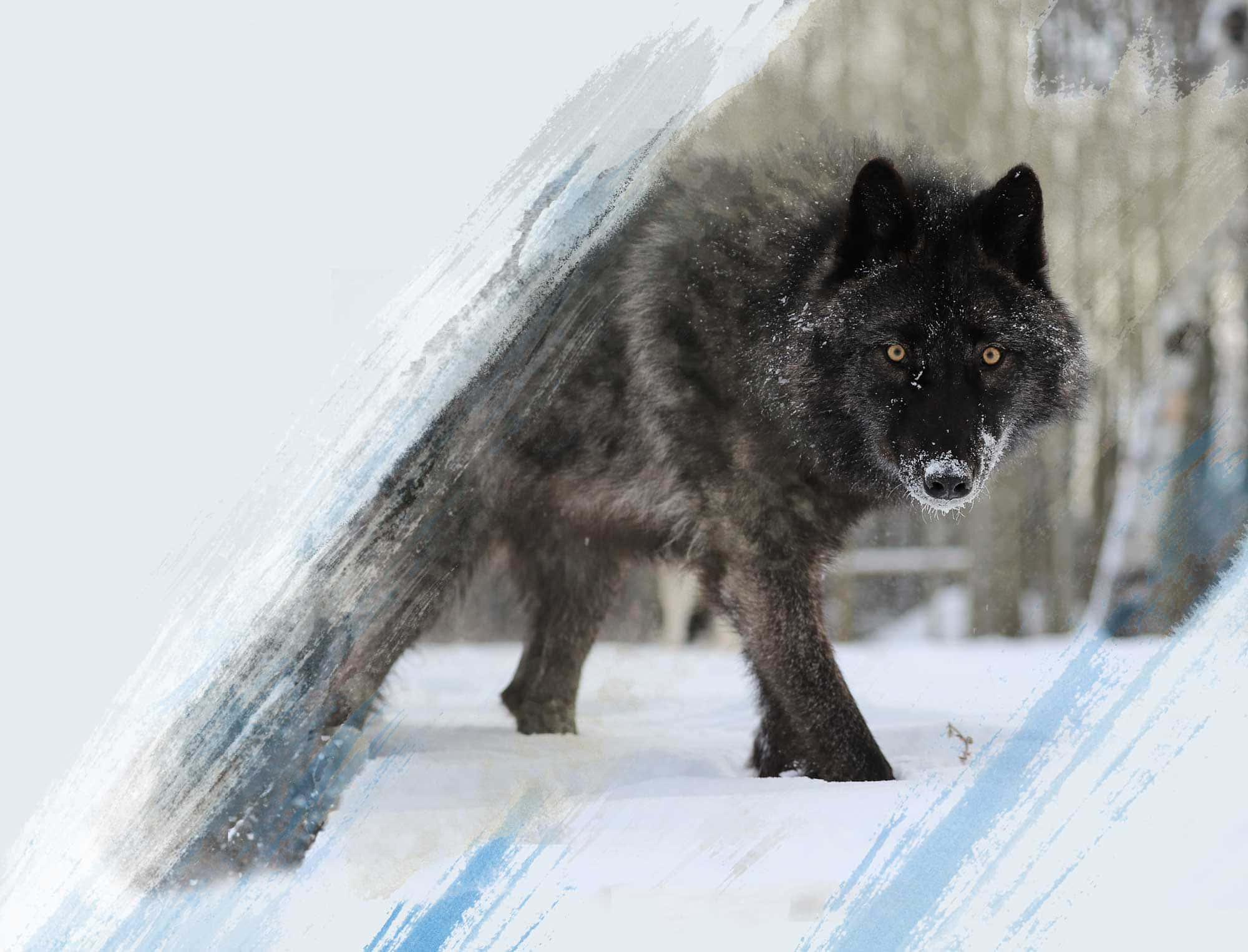 Wilde Wolf Huil Tydens 'n Volmaan Muurpapier