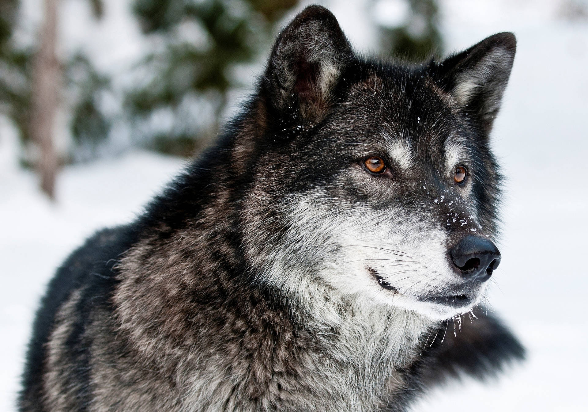 Roofwolf oë en snoet op die sneeu in die winter terwyl hy na iets staar.