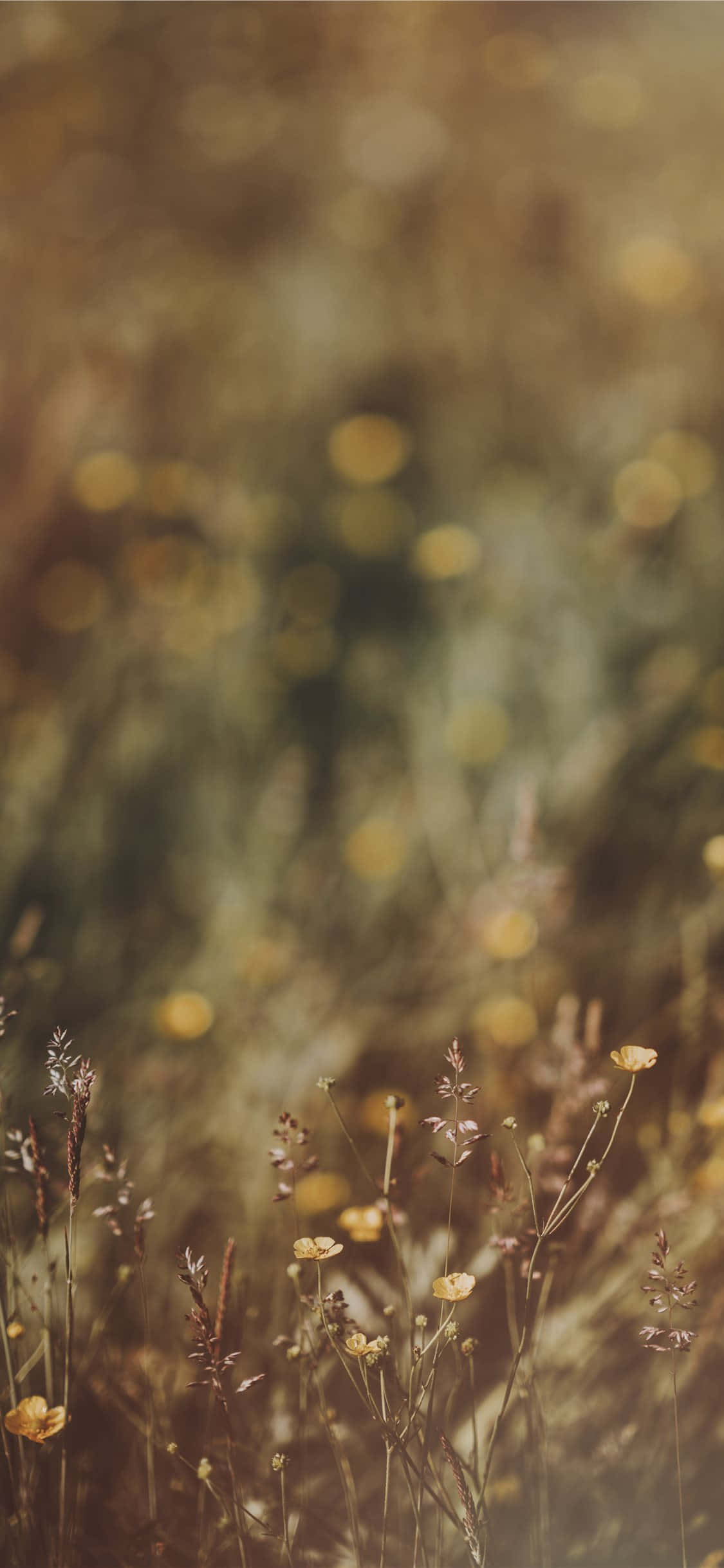 Wildeblomme Prent Botterblom Bokeh Muurpapier