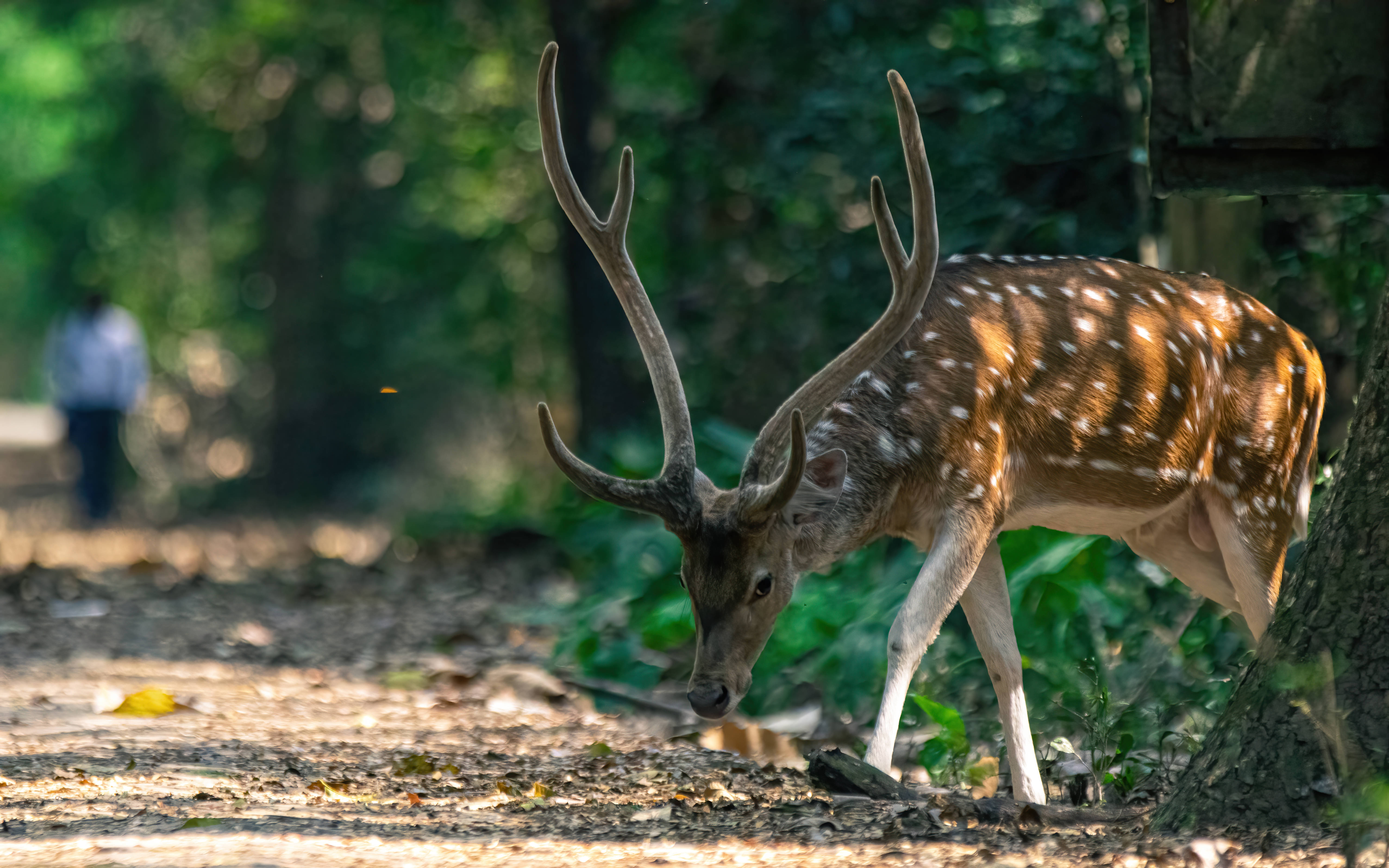 Wildlewe Takbok Oulike Buitenblad Muurpapier