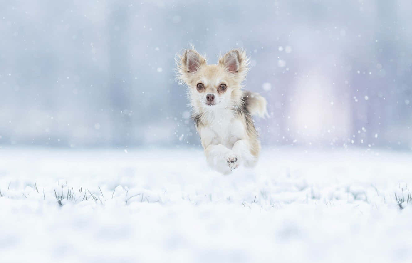 Winter Chihuahua Hond Spring Muurpapier
