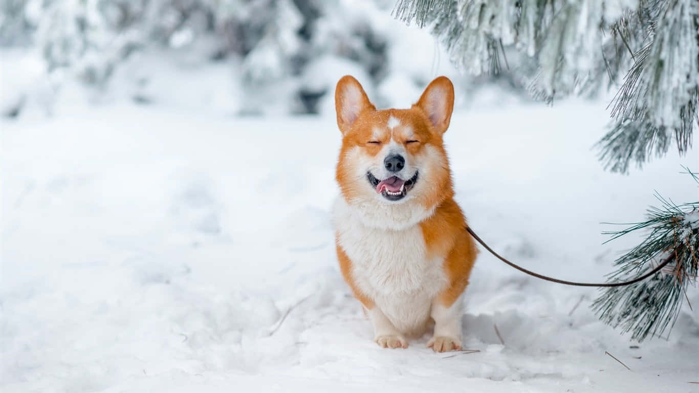 Winter Corgi Hond Muurpapier